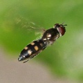 Platycheirus scutatus, hoverfly, female,Alan Prowse